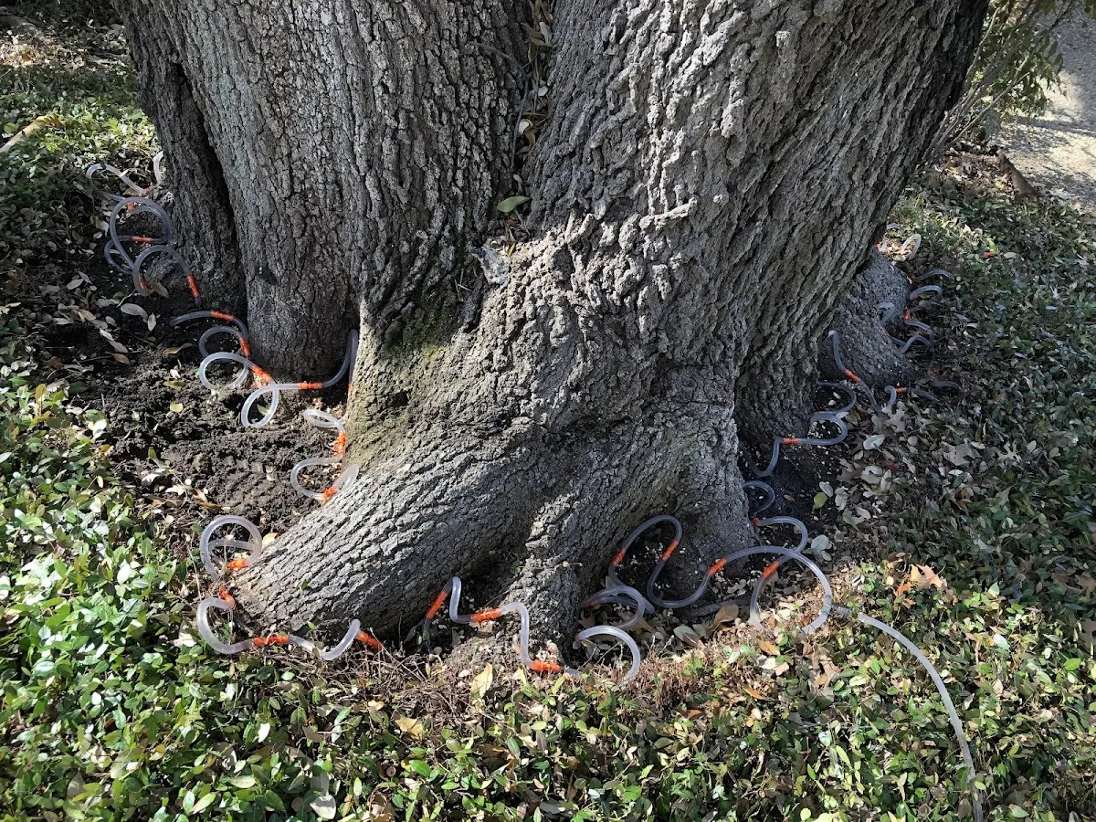 Detailed Tree Cabling and Bracing job site in Kipling