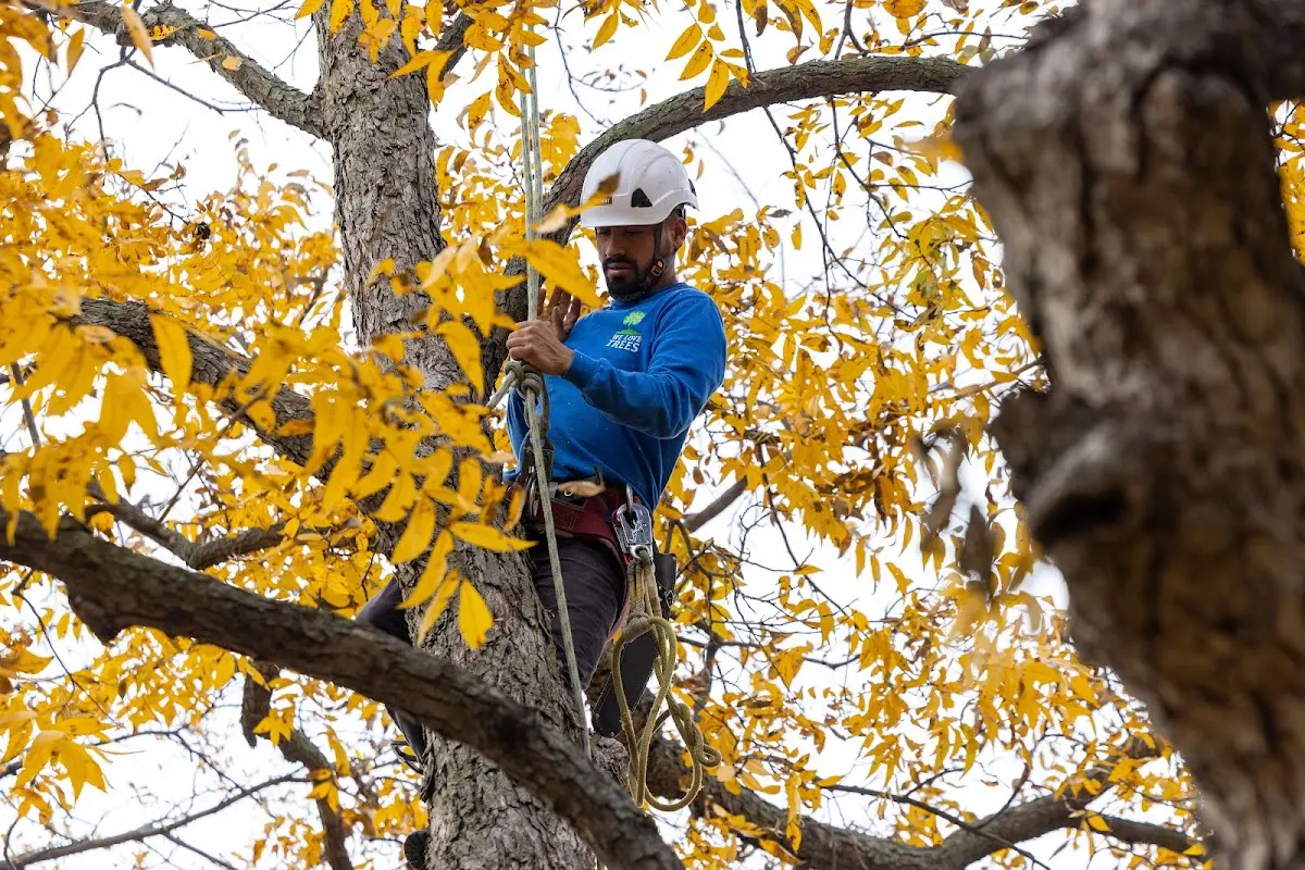 Skilled Tree Transplanting crew working in Kipling