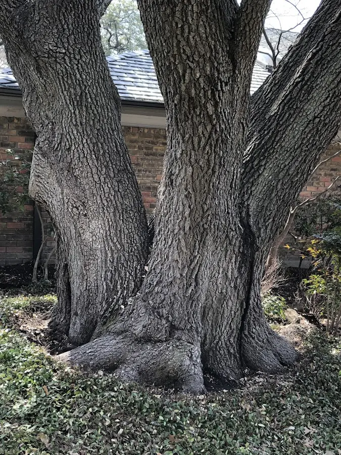 Mature heritage tree close to a Kipling property cared for by certified arborists